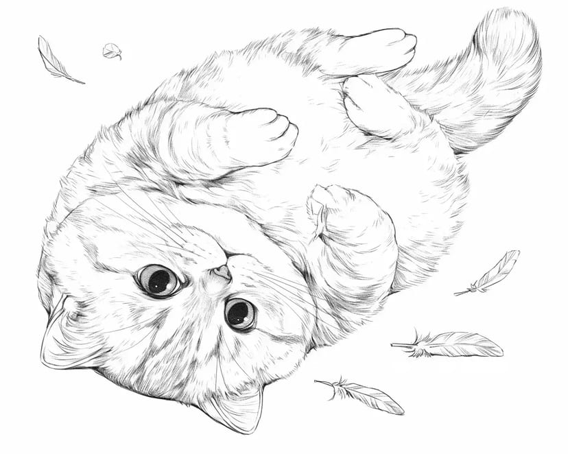 Chat Moelleux et Plumes