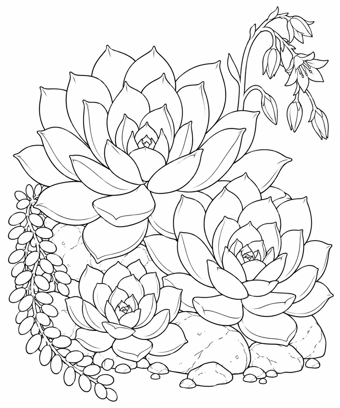 観察スケッチ:多肉植物の葉のロゼットの塗り絵