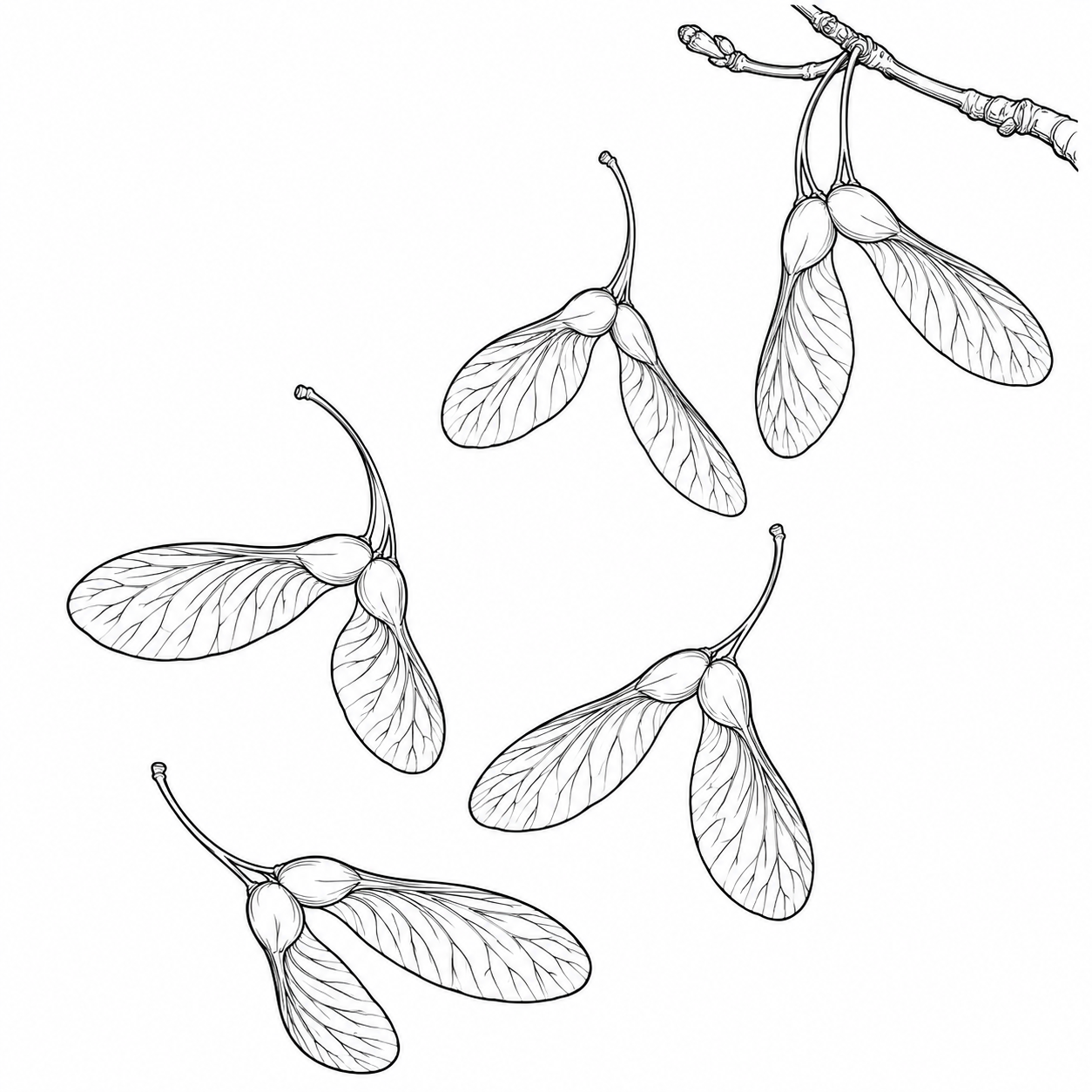 Desenho de Sementes de bordo levadas pelo vento para colorir