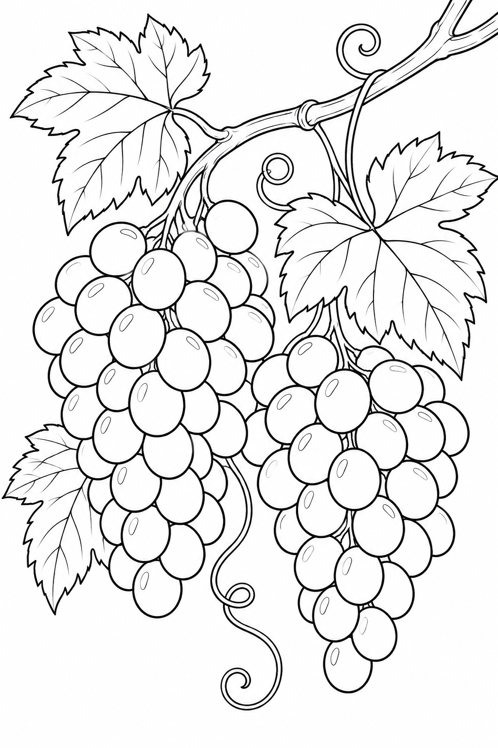 Coloriage Étude de nature : Grappes de raisin et vrilles