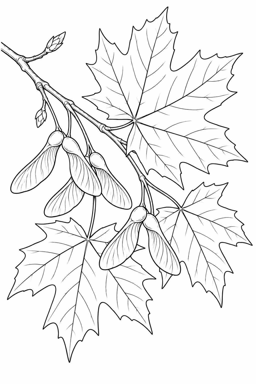 Desenho de Estudo da natureza: Folhas de bordo e sementes aladas para colorir